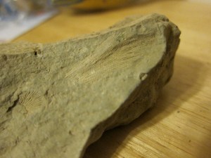 fossils 011